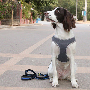 Anti-Escape Dog Harness and Leash